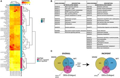 Brain Transcriptome Sequencing of a Natural Model of Alzheimer's Disease